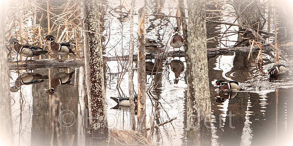 20140426-WoodDucks-blend50-503vig2prt