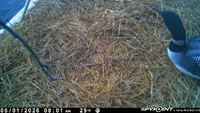 20260501-0800-manitou