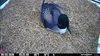 20260605-0925-maple