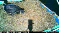 20260607-1709b-nft