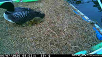 20260607-2102-nft