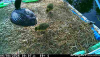 20260608-0907-nft