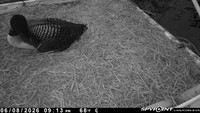 20260608-2113-nft
