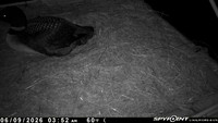 20260609-0352-nft