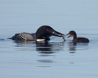 H20210615-Loon-with-chick-KellyDavis