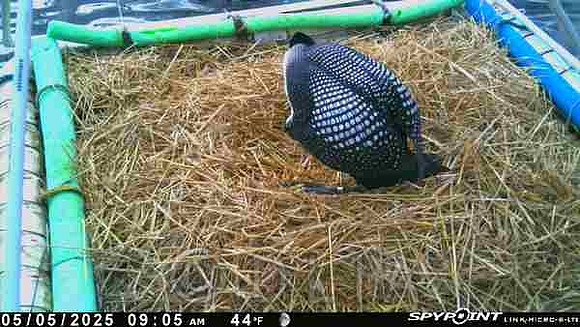 20250505-0905-nft-egg2-band