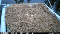 20250606-1141-maple