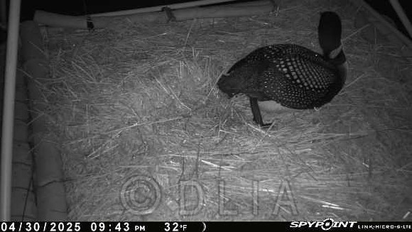20250430-2143-nft