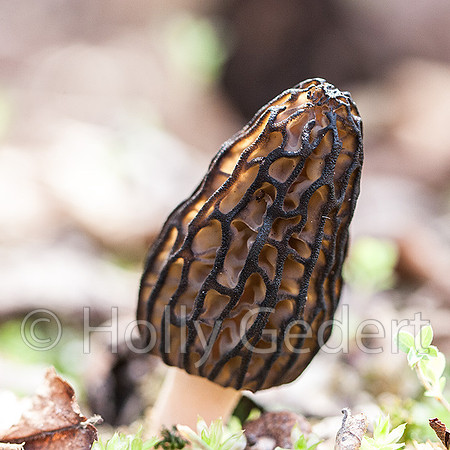 C-20080508_6500web