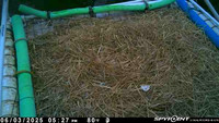 20250603-1727-nft