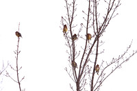 GedertHolly20210109_0043CedarWaxwings