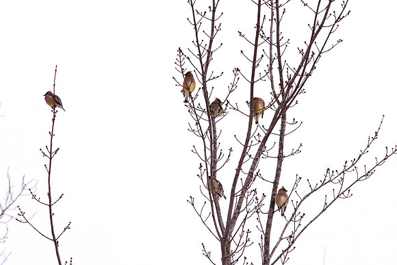 GedertHolly20210109_0043CedarWaxwings