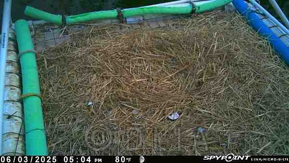 20250603-1704-nft